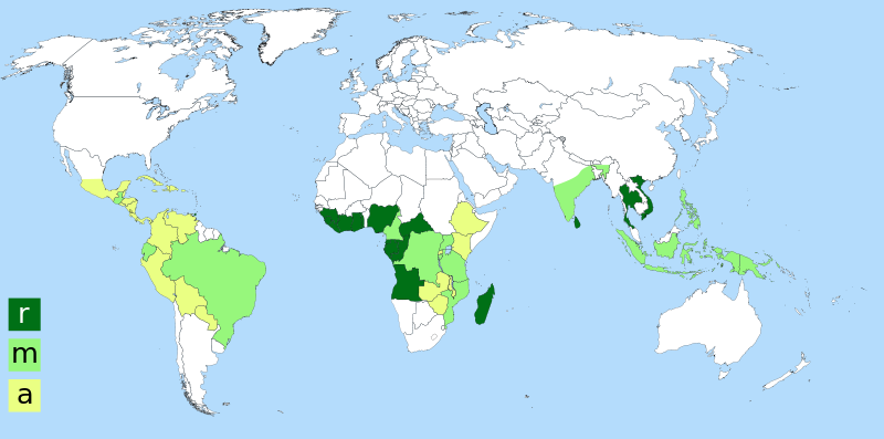 Producción de coffea arábica y coffea canephora en el mundo. R son productores de coffea canephora (Café Robusta), A son productores de coffea arábica (Café Arábica), y M son productores de ambos.